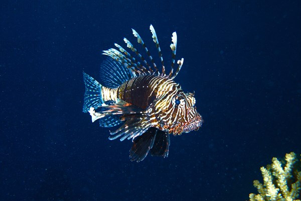 Common lionfish