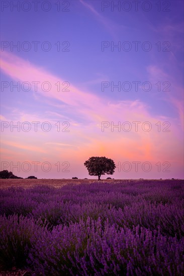 Beautiful sunset in a lavender field in summer