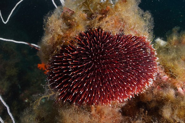 Purple sea urchin