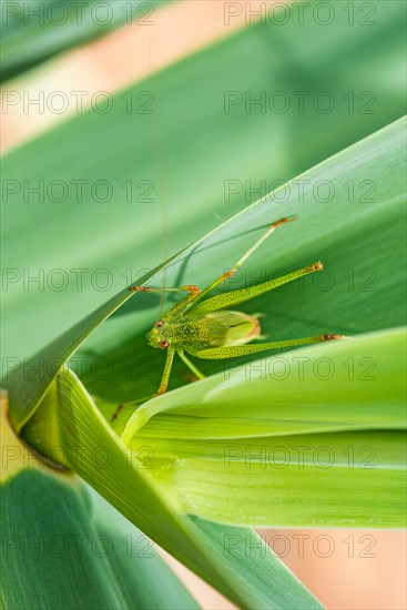 Speckled Bush-cricket