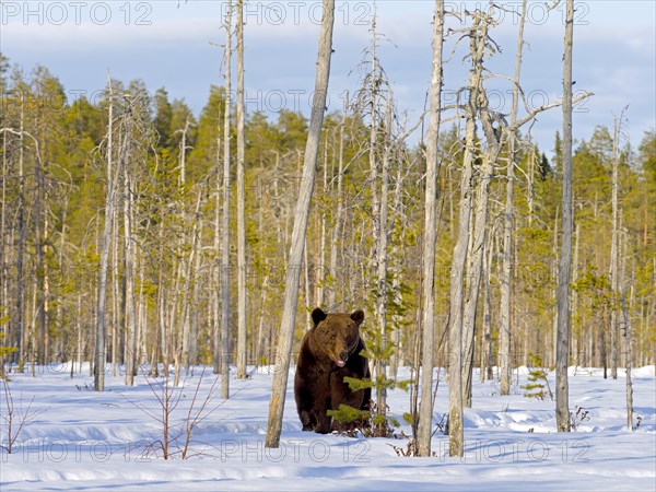 European brown bear