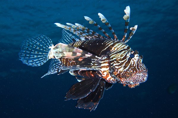 Common lionfish