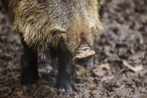 Snout of a Wild boar