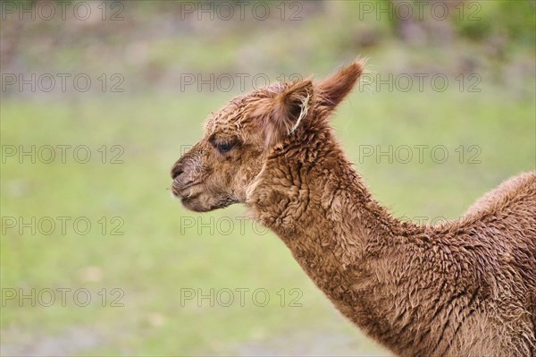 Portrait of an Alpaca