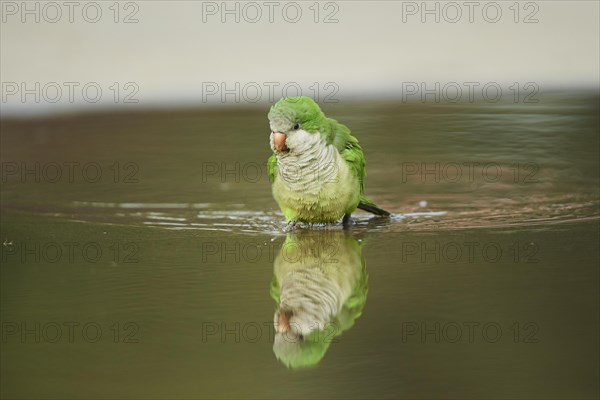 Monk parakeet