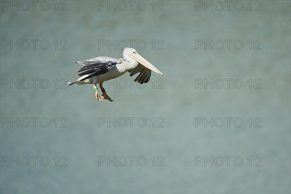 Great white pelican