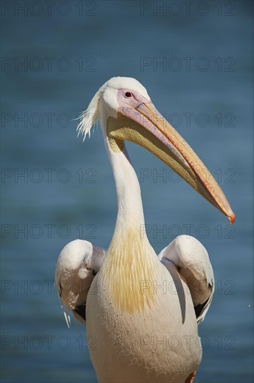 Great white pelican