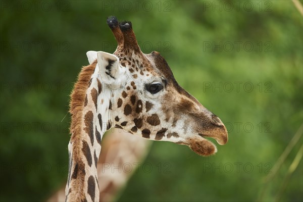 Reticulated giraffe