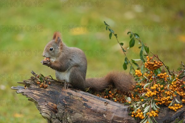 Squirrel holding nut in hands sitting on tree stump with yellow berries looking left
