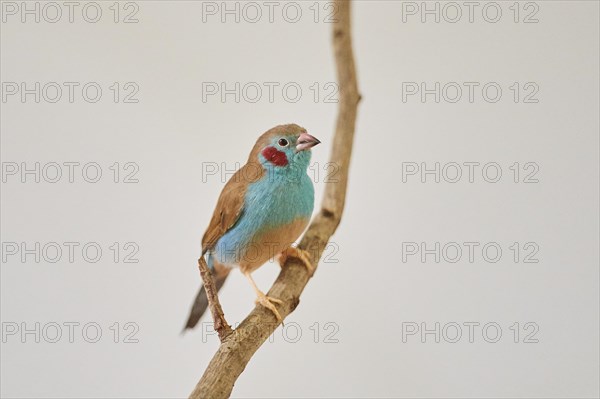 Red-cheeked cordonbleu