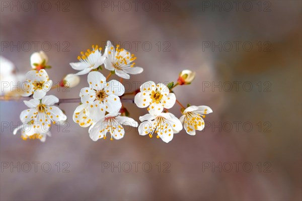 Blooming flowers on branch of European Prunus domestica fruit tree