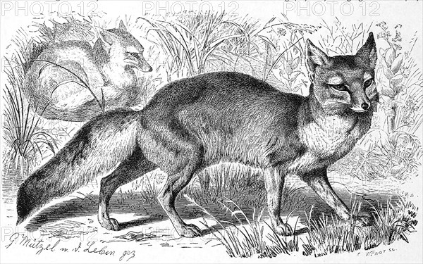 Corsac fox