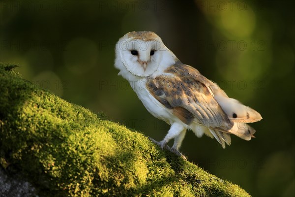 Common barn owl