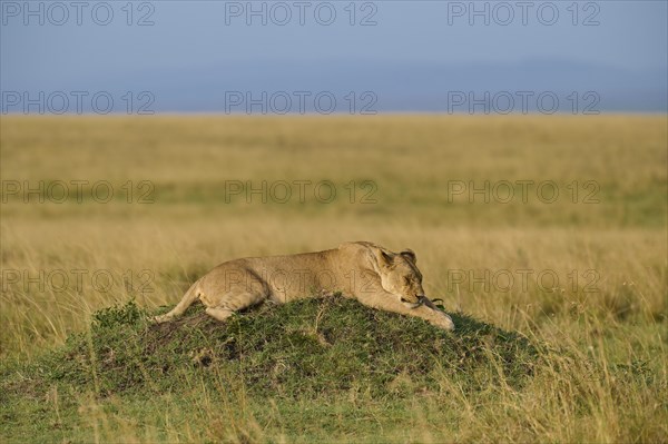 African lion