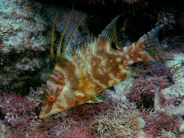 Hogfish