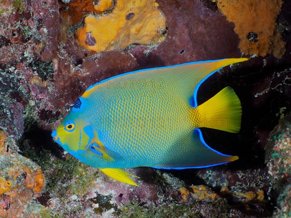 Queen Angelfish