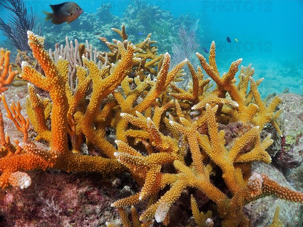 Staghorn coral