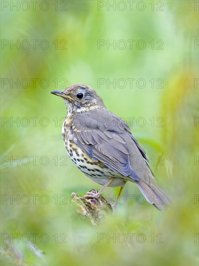 Song Thrush