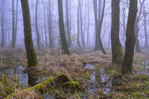 Flooded alder swamp on the shore of Lake Duemmer