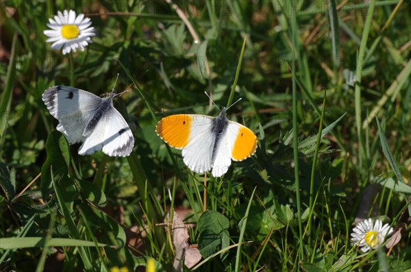 Orange tip