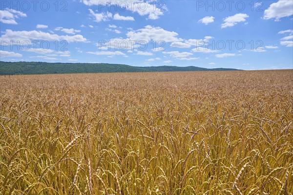 Landscape with spelt field