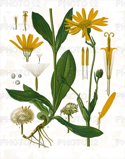 Medicinal plant