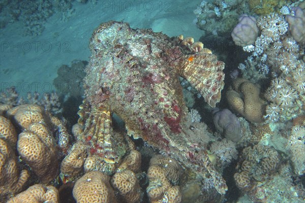 Reef stonefish