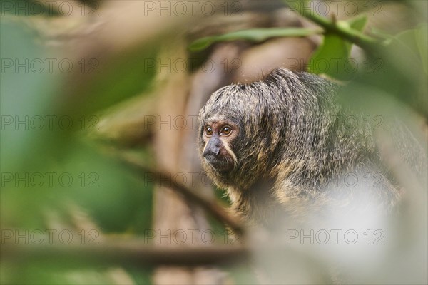 White-faced saki