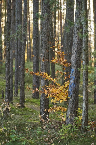 Yellow autumn tree with Tree trunks of the Scots pine