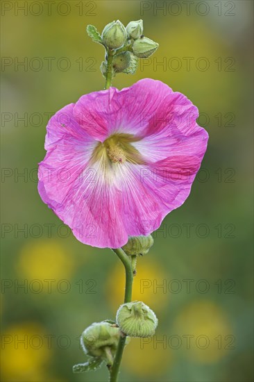 Flowering common hollyhock