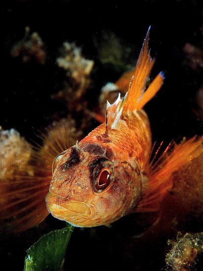 Portrait of black-faced blenny