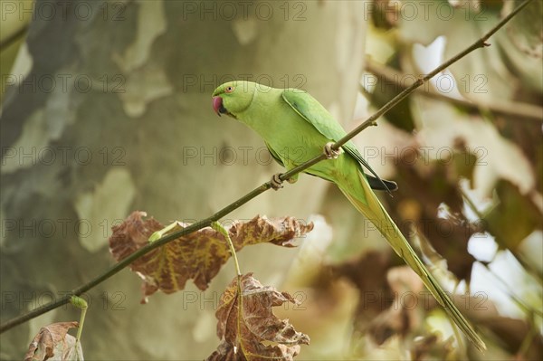 Monk parakeet