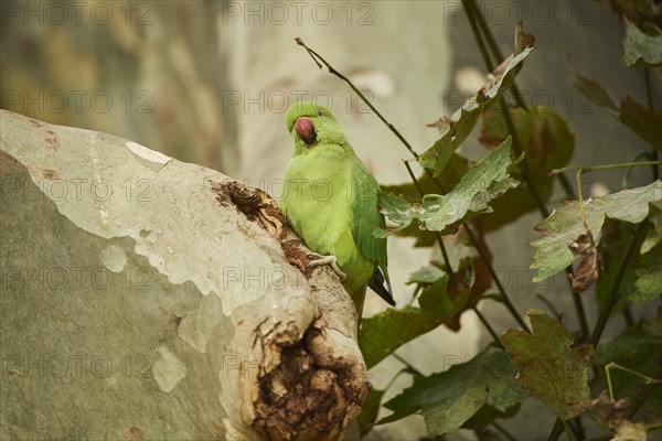 Monk parakeet