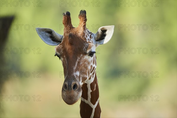 Reticulated giraffe