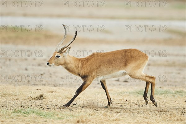 Southern lechwe