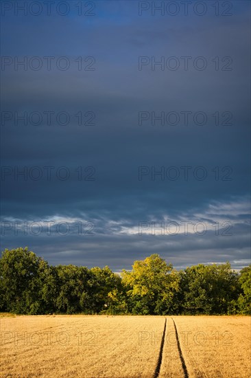 A grain field in dramatic light after a thunderstorm