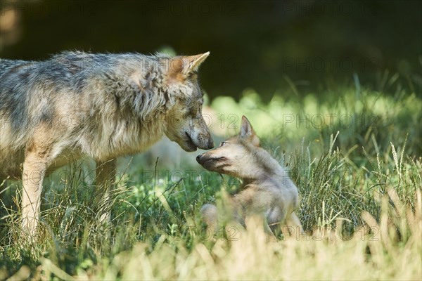 Eastern wolf