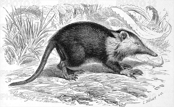 Cuban solenodon