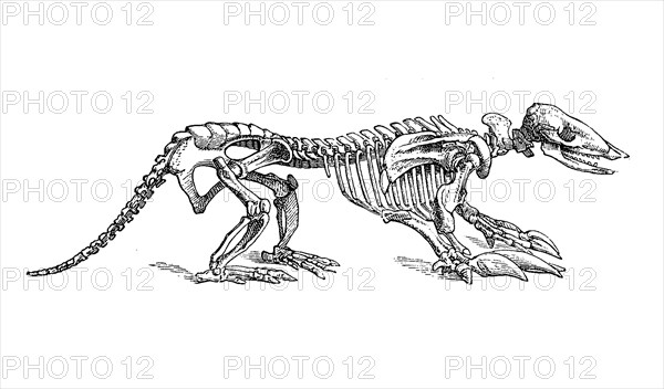 Armadillo skeleton