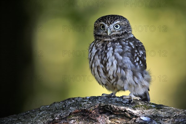 Pygmy Owl