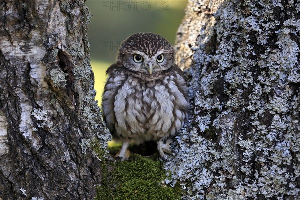 Pygmy Owl