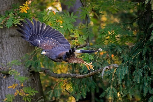 Harris's hawk