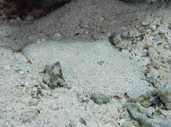 A well camouflaged finless sole