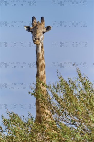 Masai giraffe