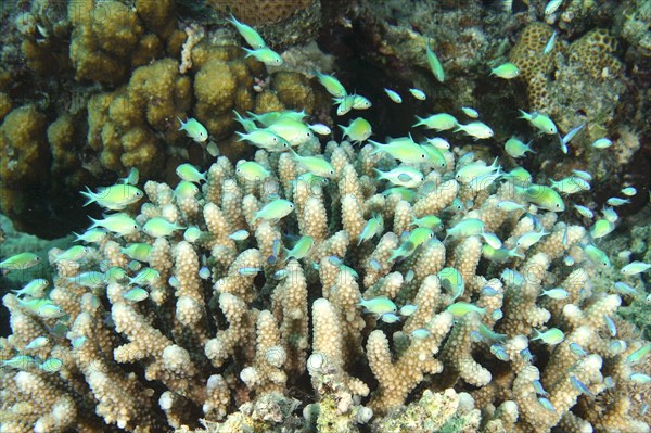 A group of Green green chromis