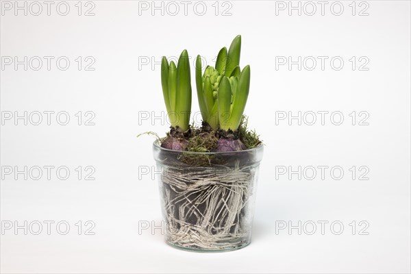 Garden hyacinth