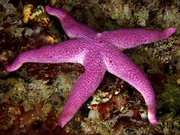 Bloody Henry Starfish