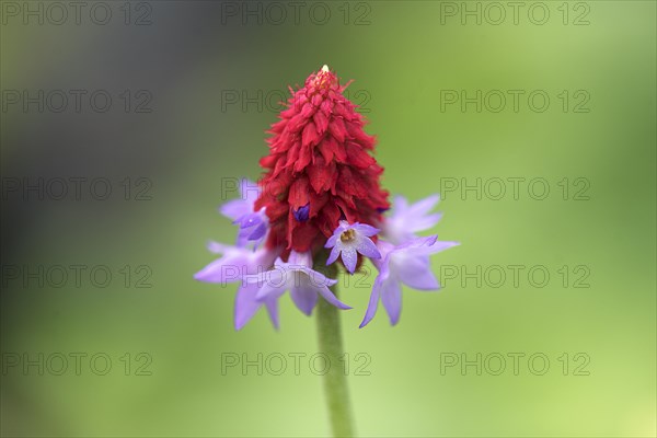 Orchid primrose