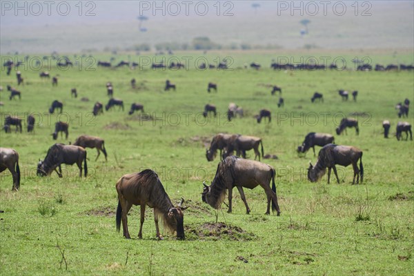 Blue wildebeest