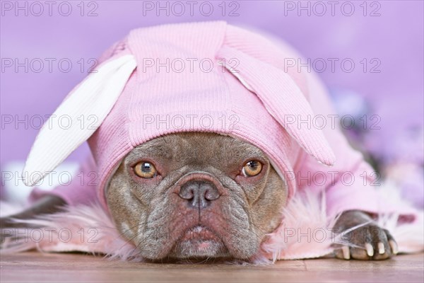 Lilac brindle French Bulldog dog wearing pink Easter bunny costume hoodie